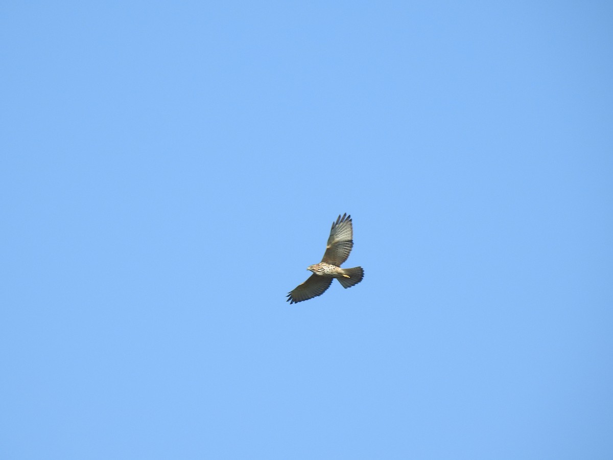 Broad-winged Hawk - ML151465661