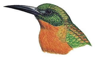 Great Jacamar - Jacamerops aureus - Birds of the World