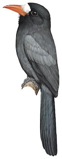White-fronted Nunbird - Monasa morphoeus - Birds of the World