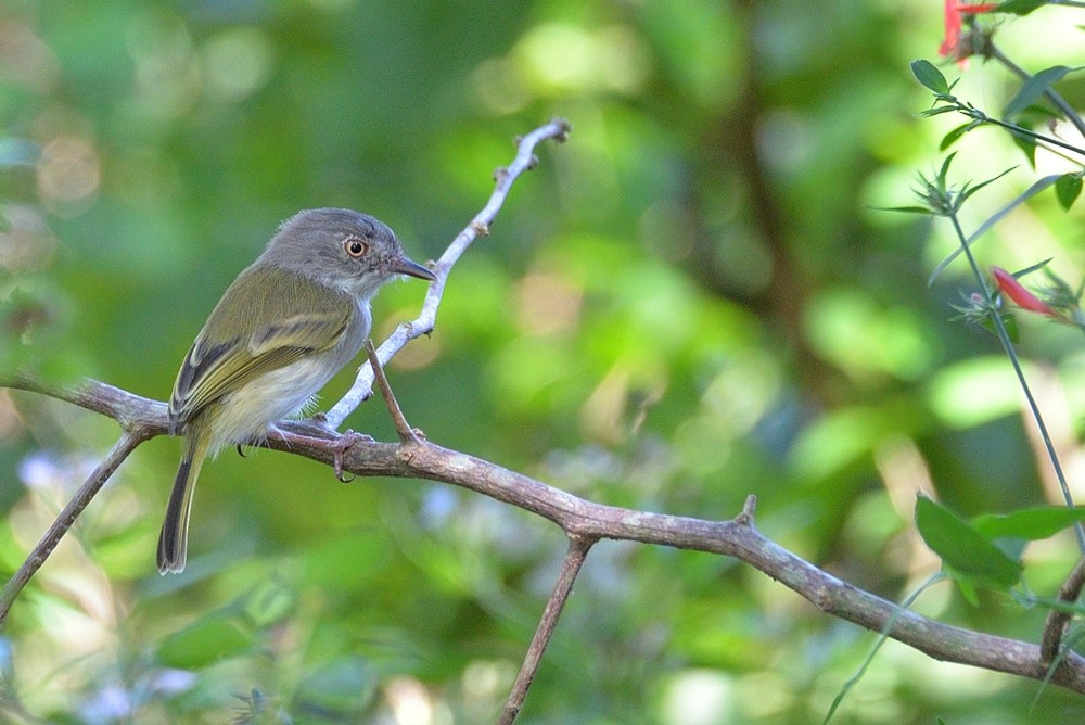 Pearly-vented Tody-Tyrant - ML151469981