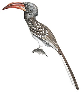 Monteiro's Hornbill