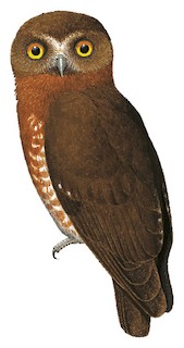 Papuan Boobook - Ninox theomacha - Birds of the World