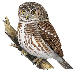 Collared Owlet - Taenioptynx brodiei - Birds of the World