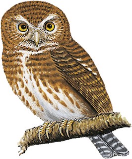 Collared Owlet - Taenioptynx brodiei - Birds of the World