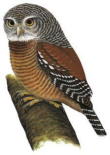 Sjöstedt's Owlet - Glaucidium sjostedti - Birds of the World