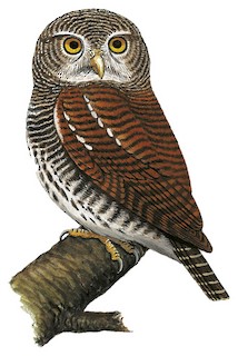Birds Owlet ブラウン 0157 Chestnut-backed Owlet - Glaucidium castanotum - Birds of the World