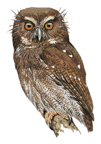 Long-whiskered Owlet - Xenoglaux loweryi - Birds of the World