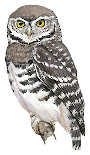 Forest Owlet