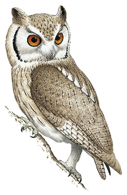 Northern White-faced Owl - Ptilopsis leucotis - Birds of the World