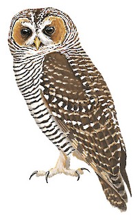 Rufous-legged Owl