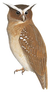 Lophostrix cristata cristata