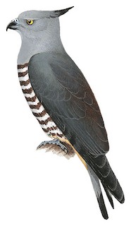Pacific Baza - Aviceda subcristata - Birds of the World