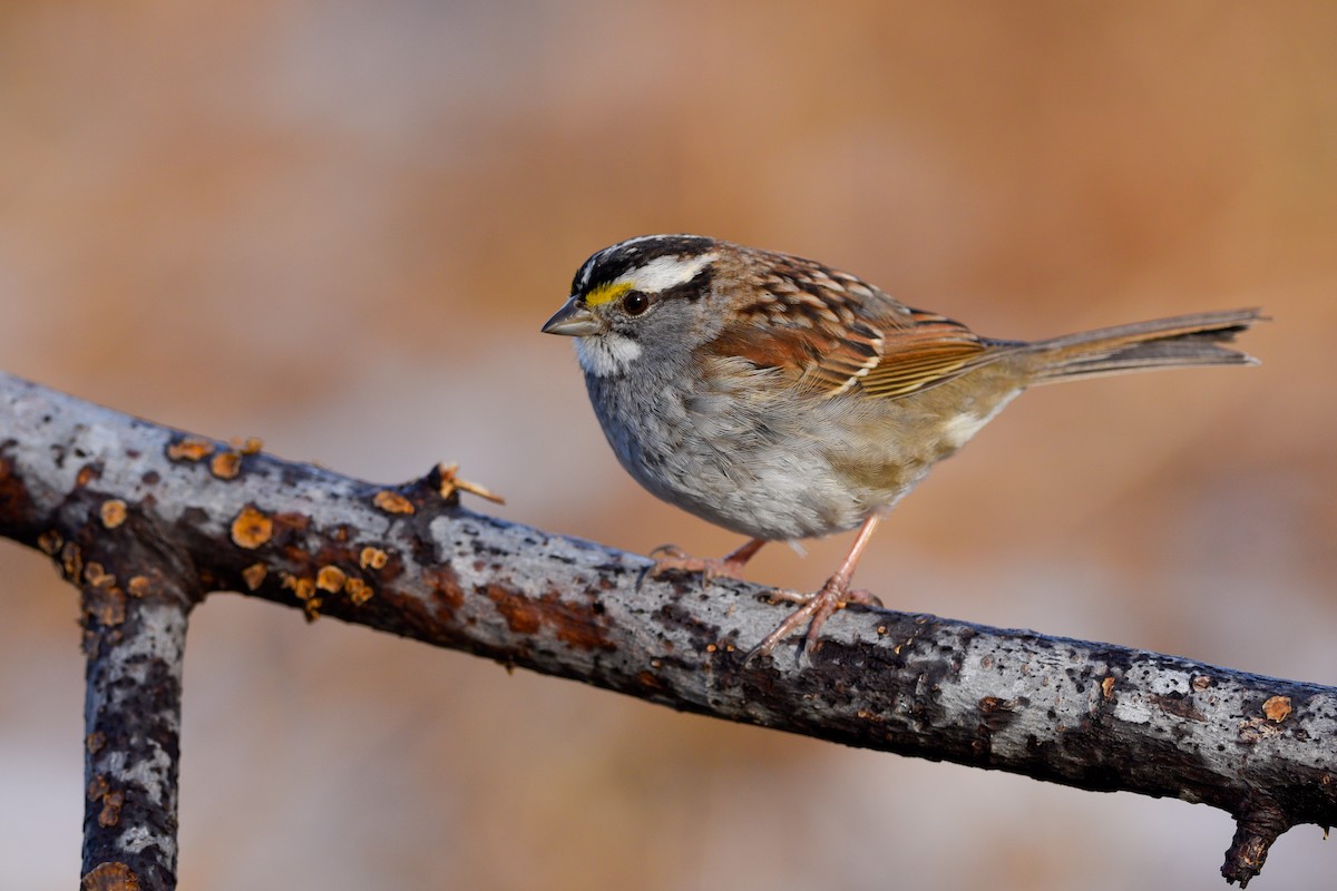White-throated Sparrow - Daniel Irons
