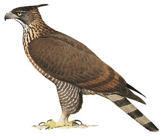 Mountain Hawk-Eagle - Nisaetus nipalensis - Birds of the World