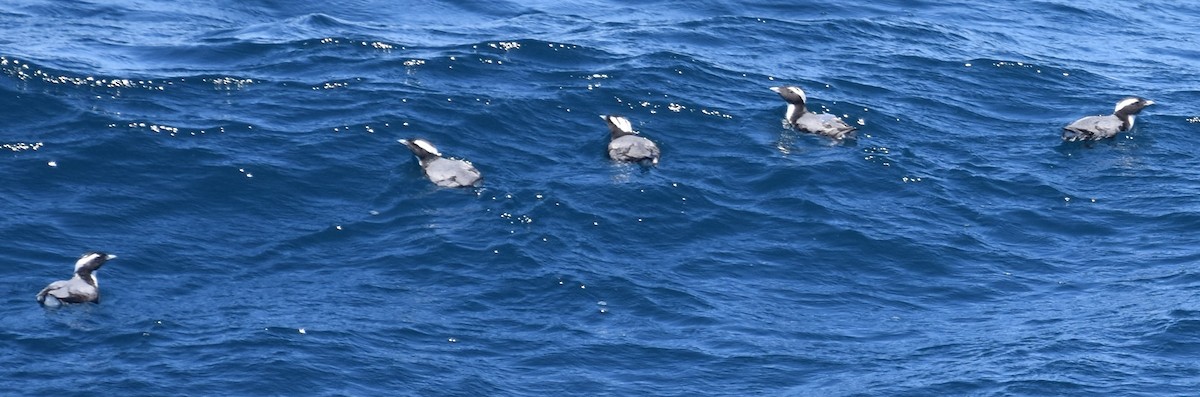 Japanese Murrelet - ML151484011