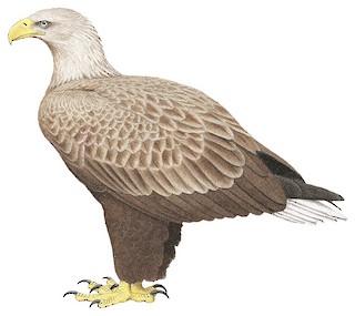 White-tailed Eagle