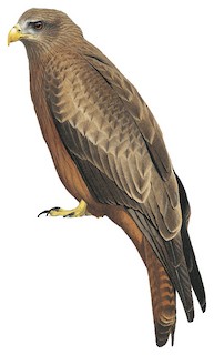 Milvus migrans aegyptius