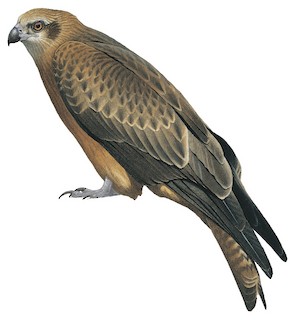 Milvus migrans lineatus