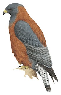 Variable Hawk - Geranoaetus polyosoma - Birds of the World