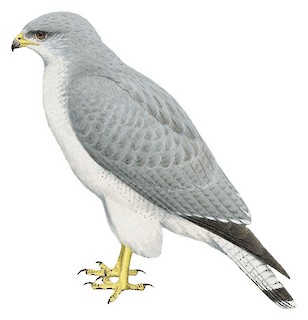 Variable Hawk