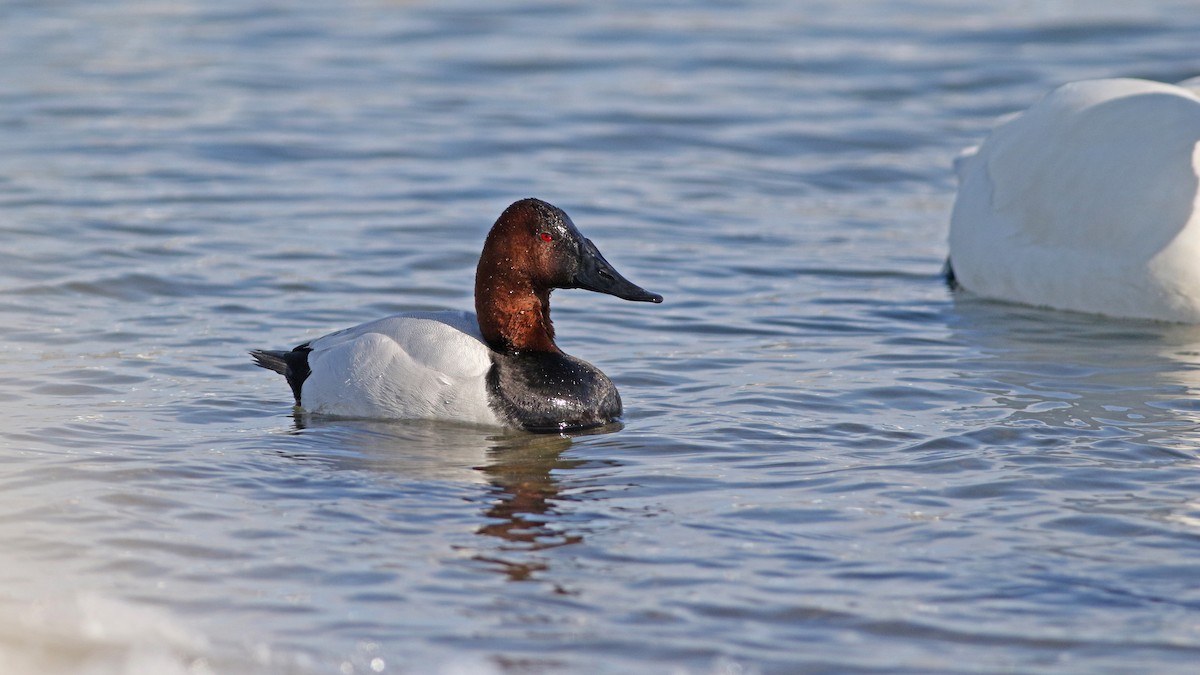 Canvasback - ML151487911