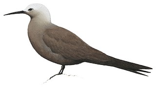 Lesser Noddy - Anous tenuirostris - Birds of the World