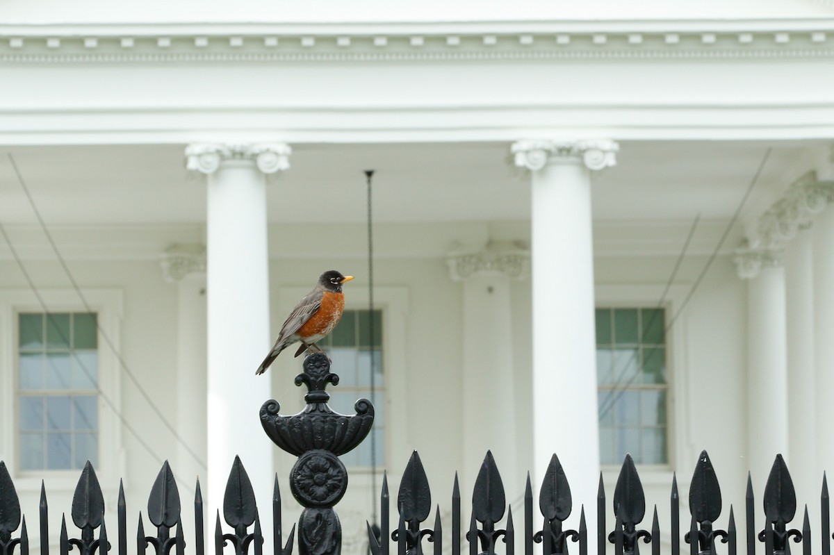 American Robin - Greg Bodker