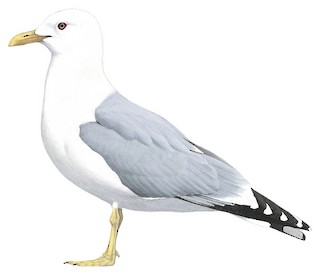 Larus canus kamtschatschensis
