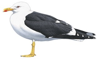 Larus fuscus fuscus