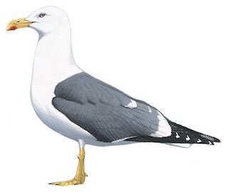 Larus fuscus graellsii