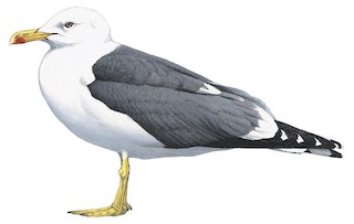 Larus fuscus heuglini