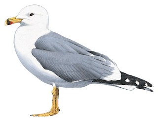 Armenian Gull