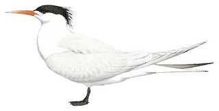 Elegant Tern