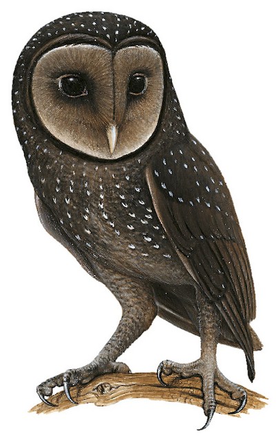Sooty Owl - Tyto tenebricosa - Birds of the World