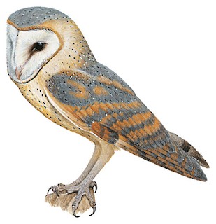 Tyto alba poensis