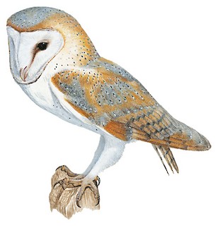 Tyto alba alba