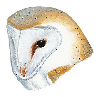 Tyto alba erlangeri