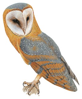 Tyto alba guttata