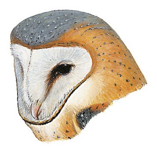 Tyto alba schmitzi