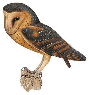 Tyto alba thomensis