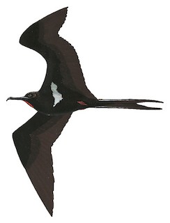 Lesser Frigatebird