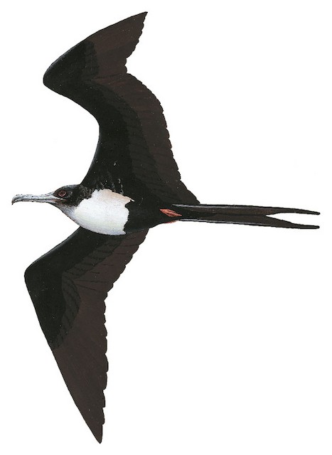 Great Frigatebird - Fregata minor - Birds of the World