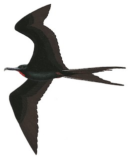 Field Identification - Great Frigatebird - Fregata minor - Birds