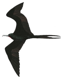 Species - Fregatidae - Frigatebirds - Birds of the World