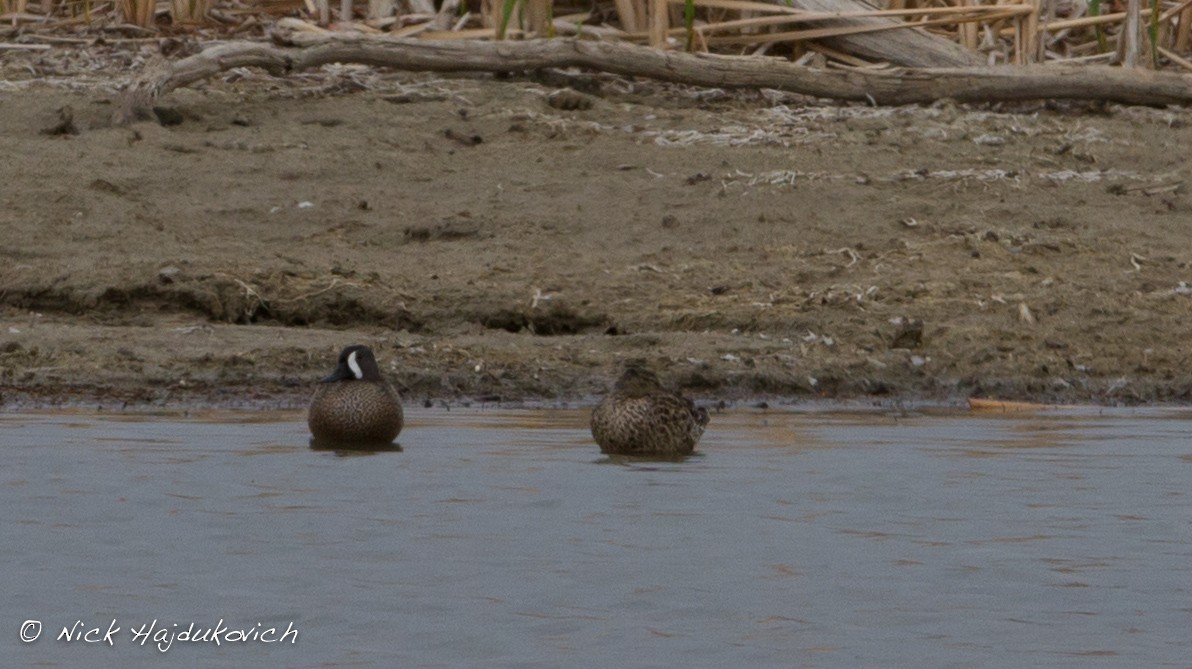 Blue-winged Teal - ML151492761