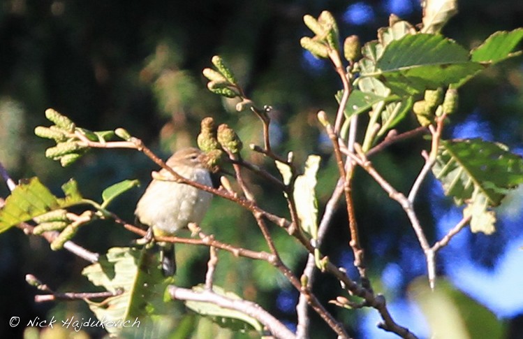 Paruline à couronne rousse - ML151493721