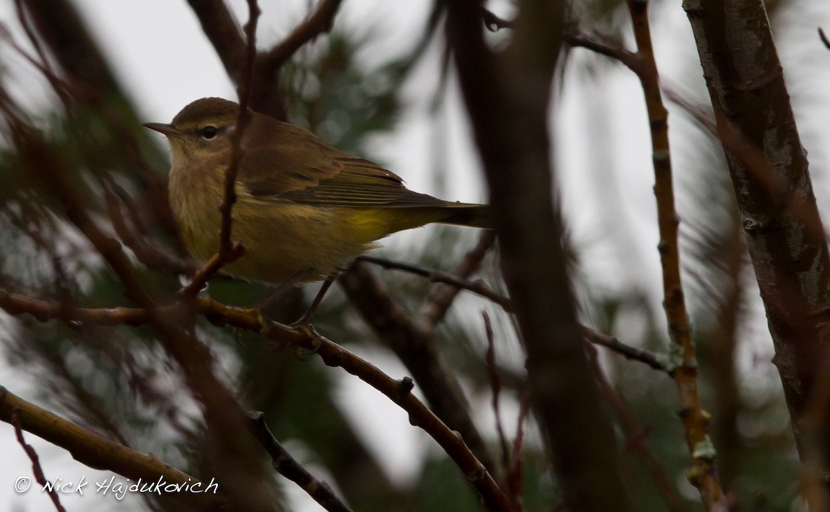 Palm Warbler - ML151494141