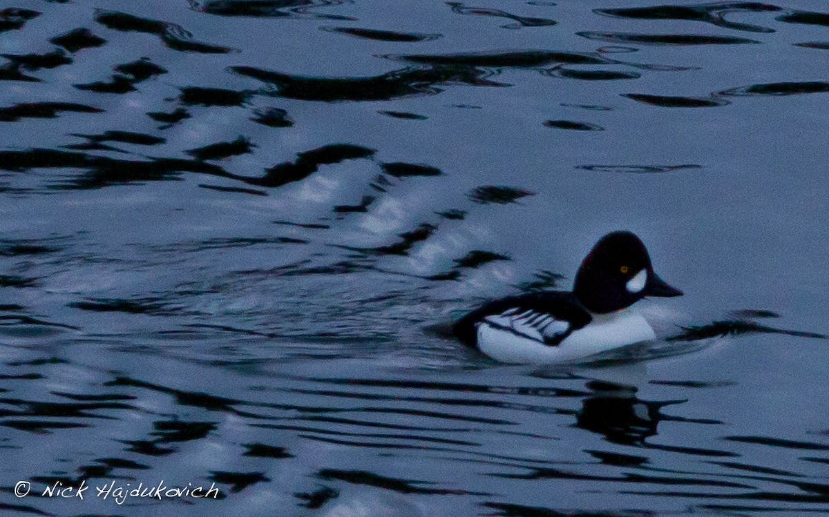 Common x Barrow's Goldeneye (hybrid) - ML151495151