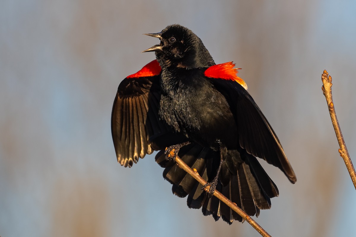Red-winged Blackbird - ML151495311