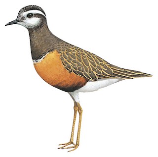 Eurasian Dotterel